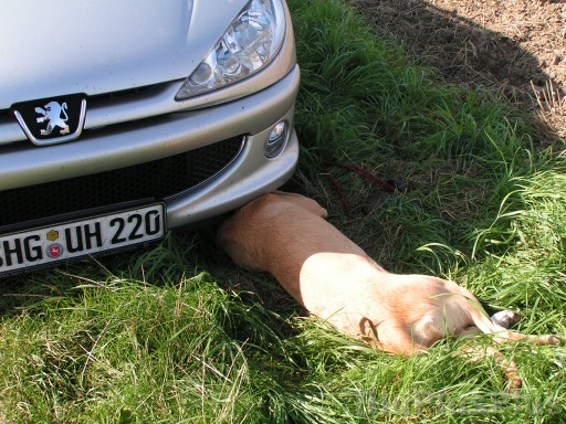 Zum Bild in Originalgr��e hier klicken...